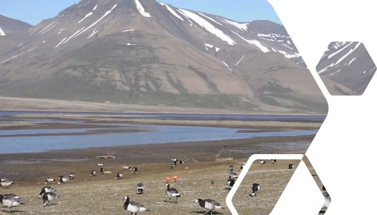 A mountain landscape and Arctic bird research site