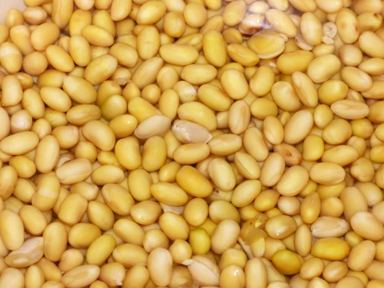 Soybeans used in the fermentation project